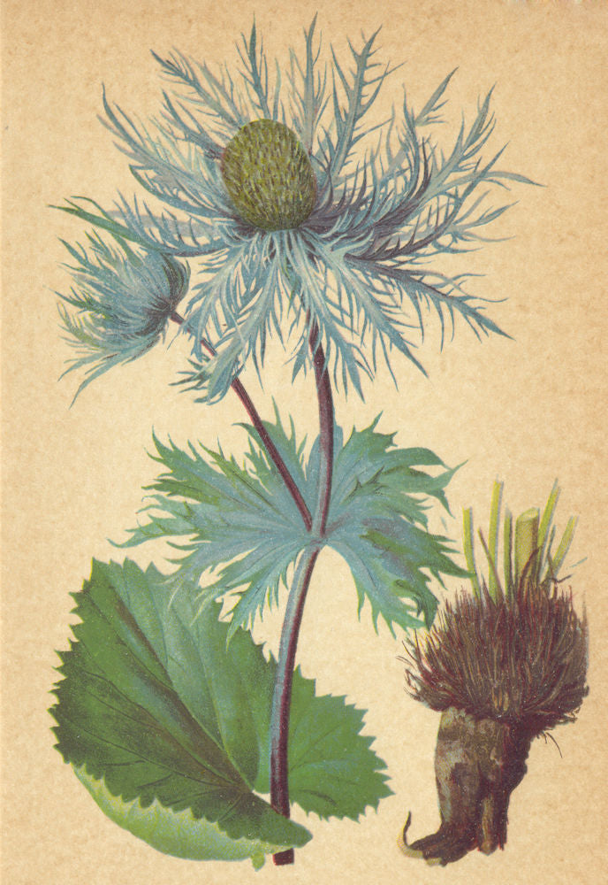 ALPENFLORA ALPINE FLOWERS. Eryngium alpinum L-Alpen-Mannstreu 1897 old print